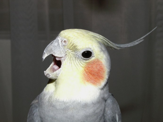 Какаду и корелла