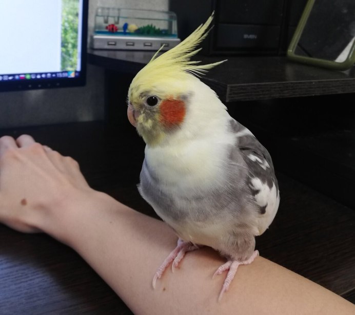 Корелла попугай орнитоз