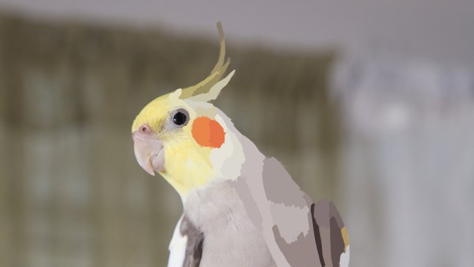 Попугай корелла