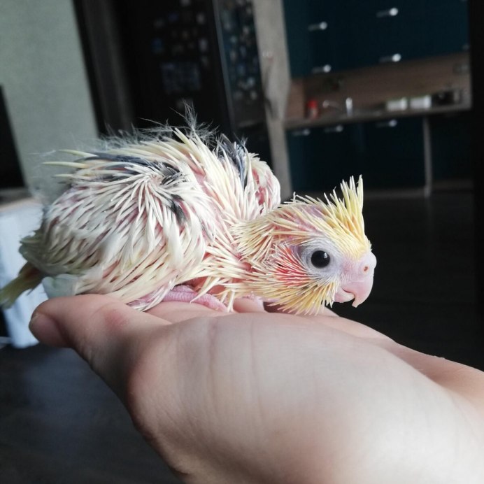 Попугай корелла Какаду