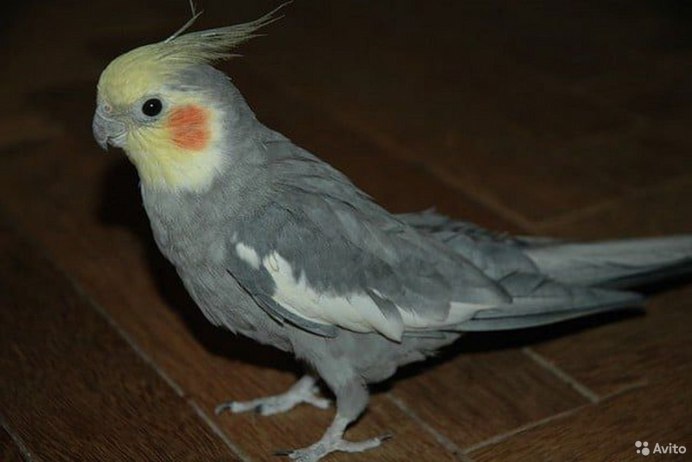 Корелла фото на белом фоне