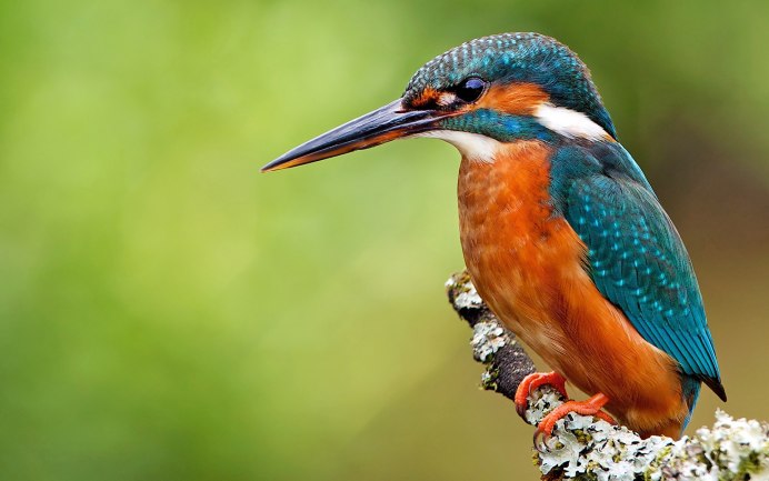 Streptopelia vinacea