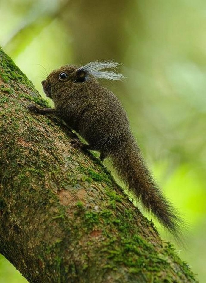 Белочка на пеньке