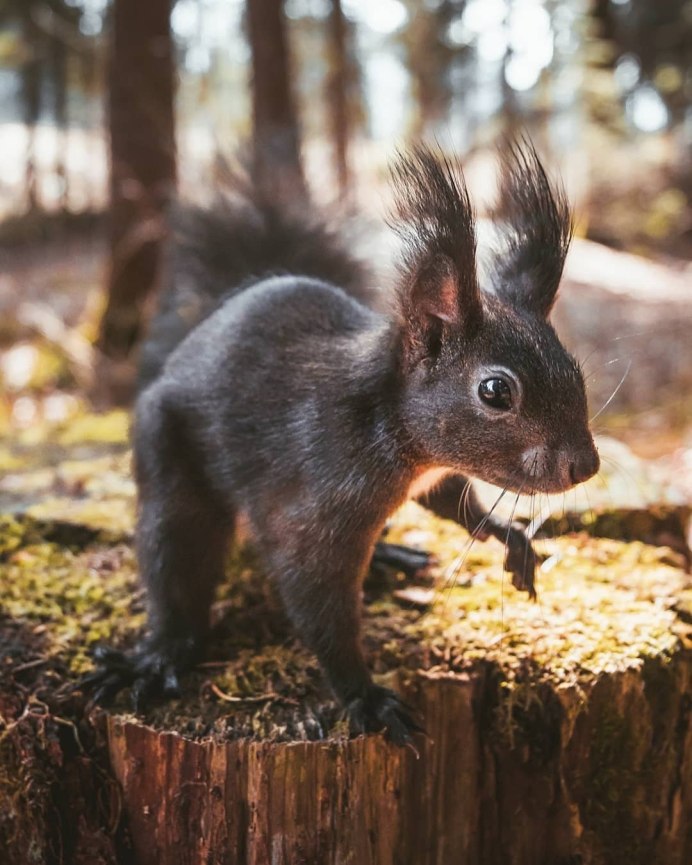 Белка Песчанка