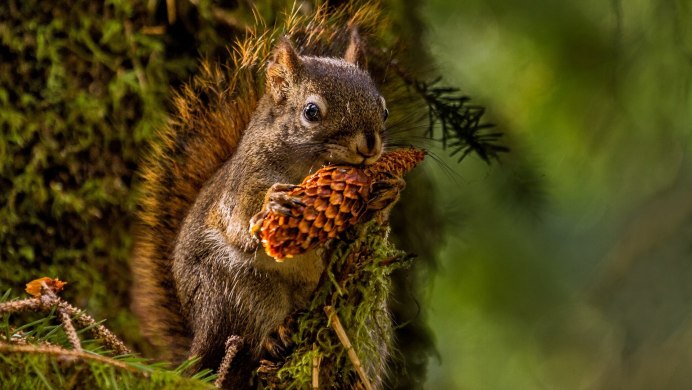 Tamiops mcclellandii