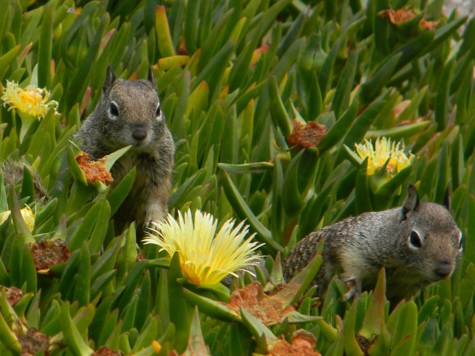 Бурундук и белка
