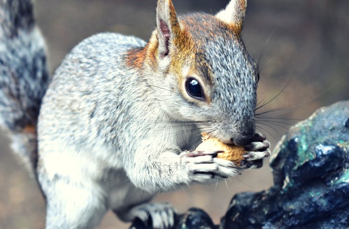 Орешниковая Соня питание