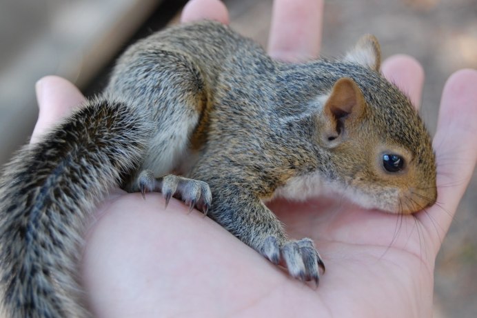 Карликовая белка