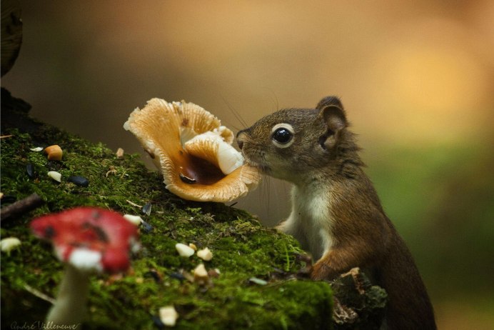 Желтогорлая белка