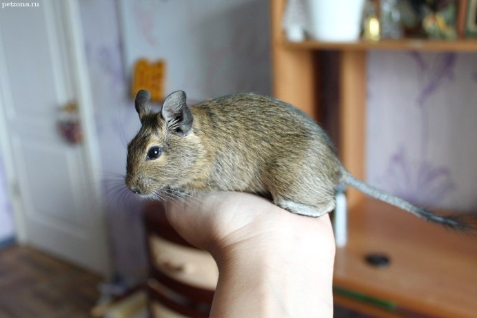 Крыса белка
