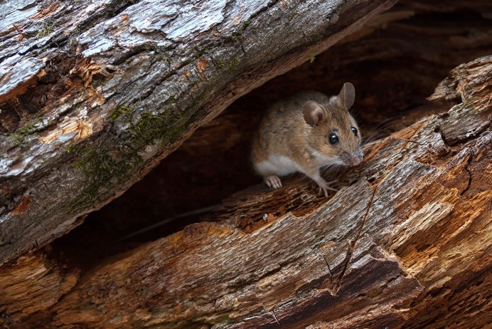 Карликовые африканские белки