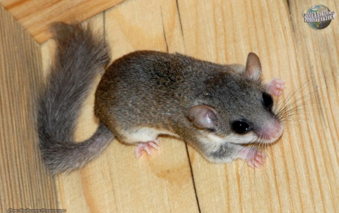 Белка хищник