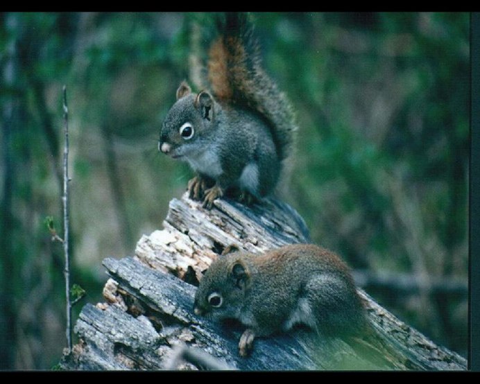 Крыса-белка Лаос