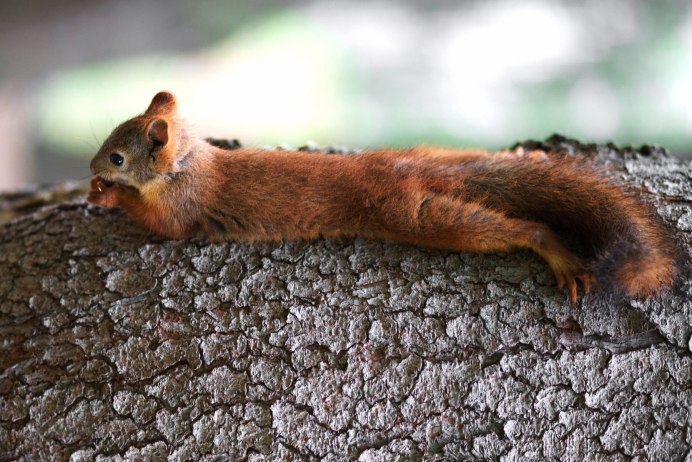 Беличья мышь