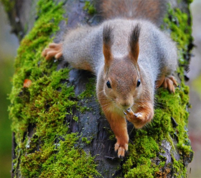 Мышь с пушистым хвостом