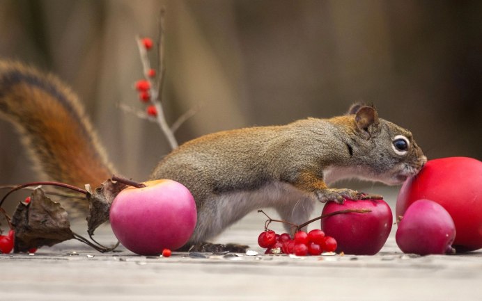 Грызуны красивые картинки