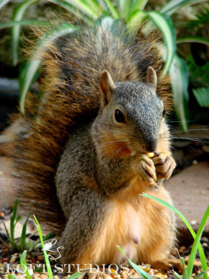 Gerbil Песчанка