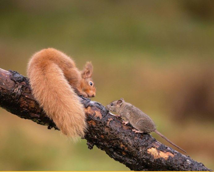 Белка Пигмей