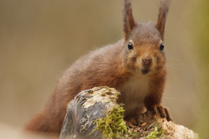 Чудеса природы животные