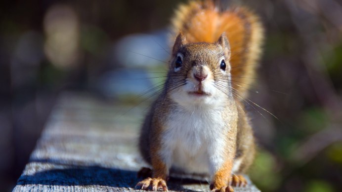 Природа и животные Удмуртии