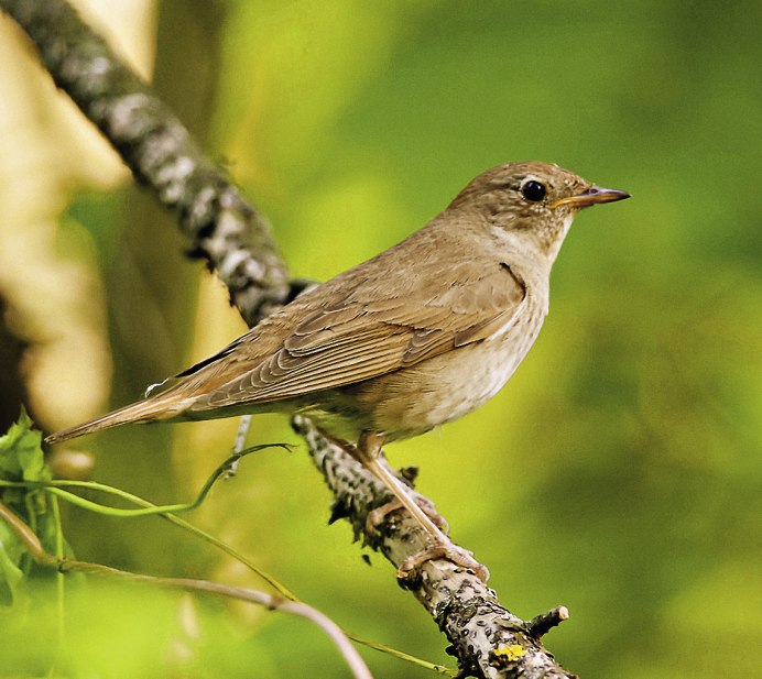 Певчие птицы Соловей