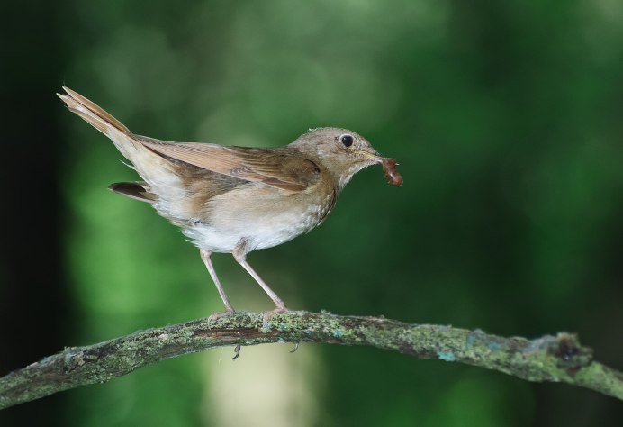 Курский Соловей