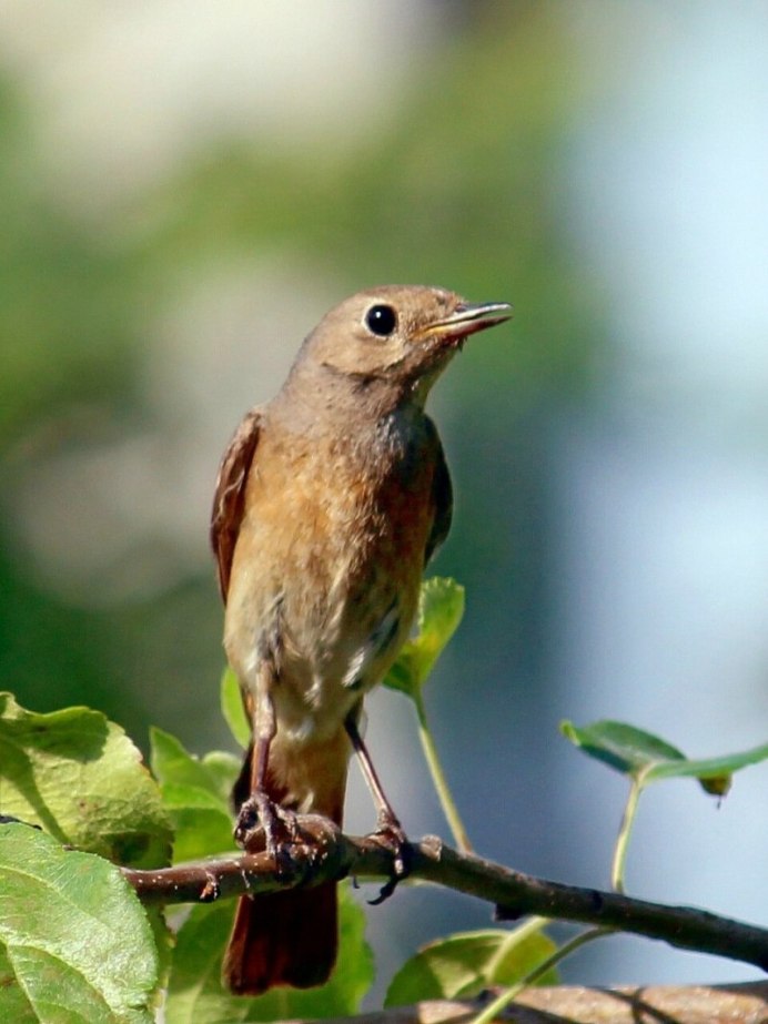 Певчие птицы Соловей