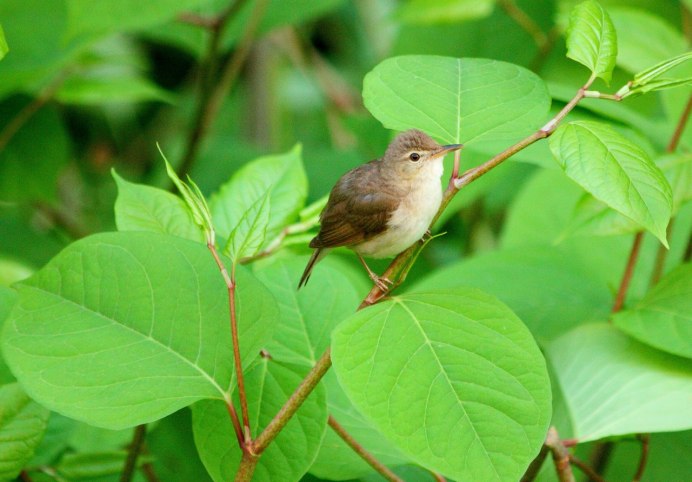 Голосистый Соловей