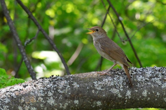 Соловей-Свистун (Luscinia sibilans)
