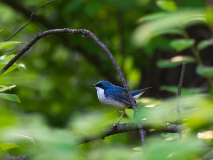 Лесная мухоловка