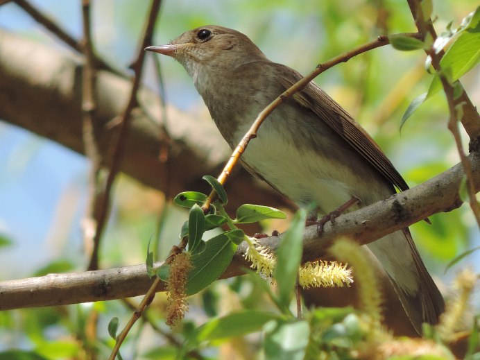 Соловей птенец слеток