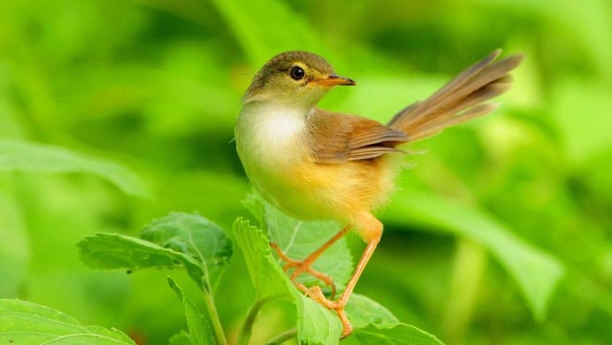 Западный или Южный Соловей