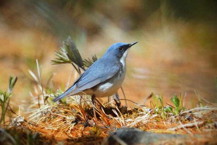 Глаза соловья