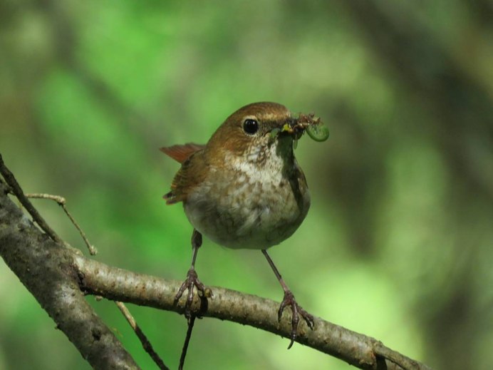 Певчие птицы Соловей