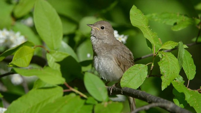 Маленькие серенькие птички