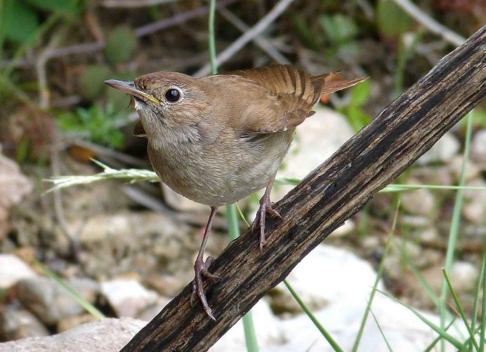 Птица варакушка пение
