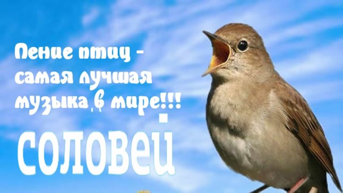 Булбул Соловей