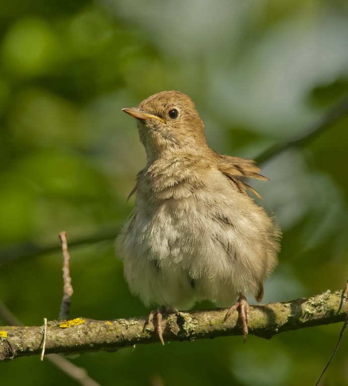 Черный Воробей