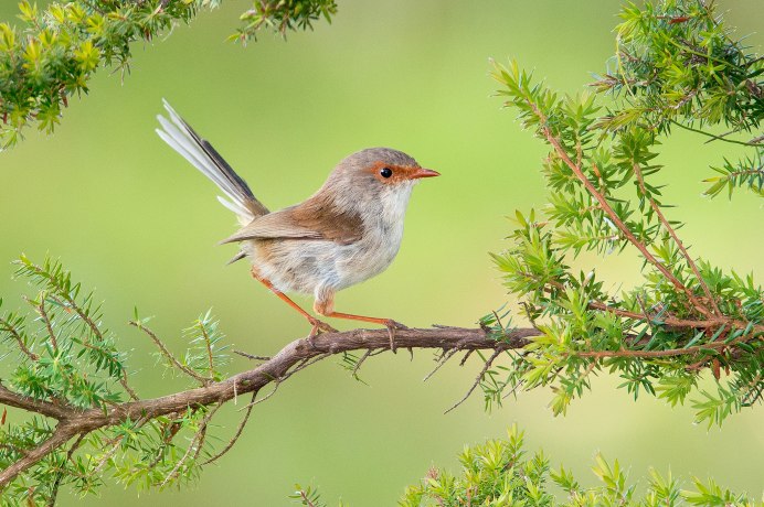 Курский Соловей