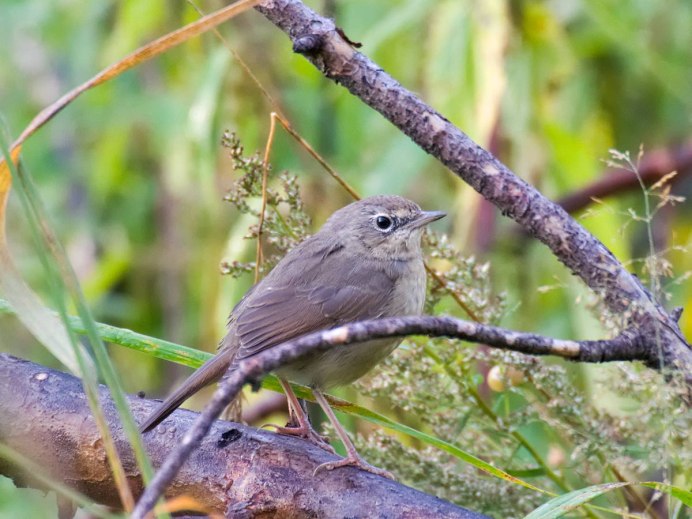 Сибирский Соловей самка