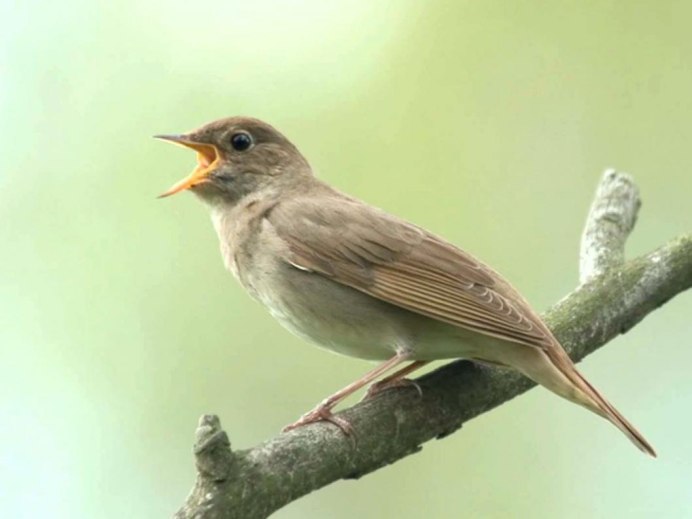 Длинноклювый крапивник