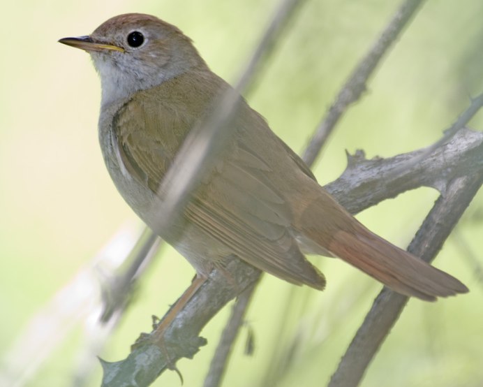 Дикие птицы Соловей