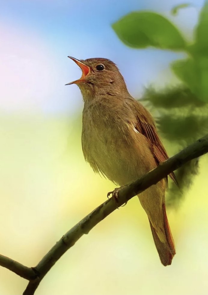 Соловей Перелетная птица