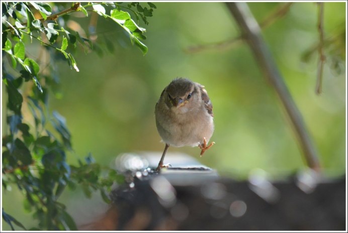 Певчие птицы Соловей