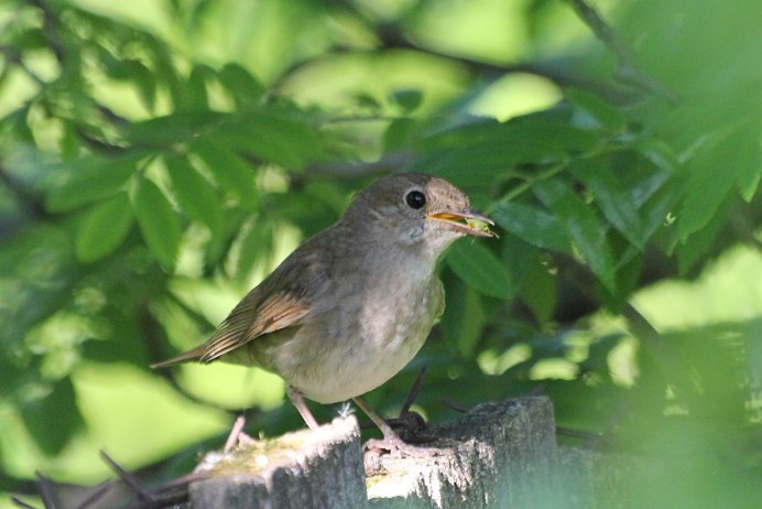 Вьюрок Коноплянка