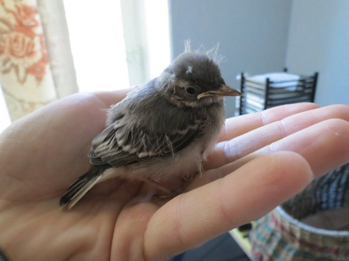 Стриж птенец желторотик