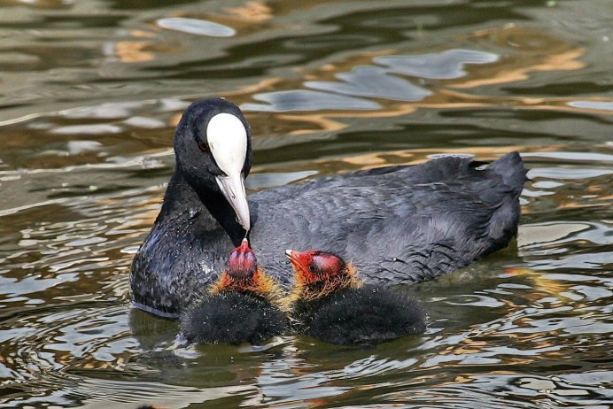 Лысуха (Fulica atra)