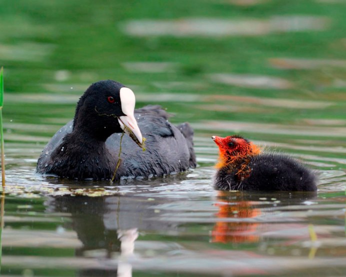 Лысуха (Fulica atra)