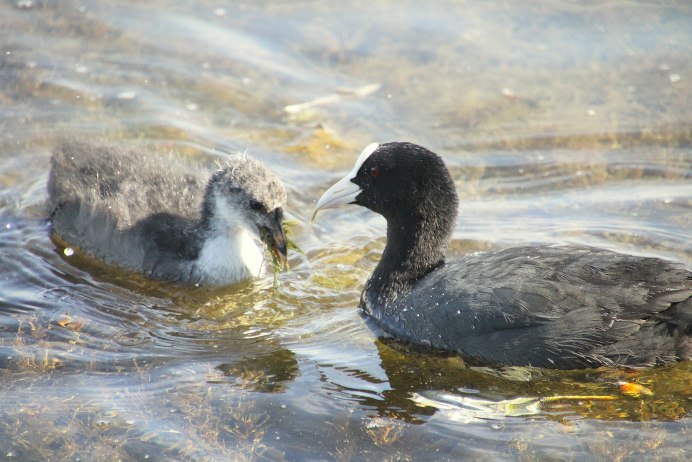 Американская лысуха (Fulica Americana)