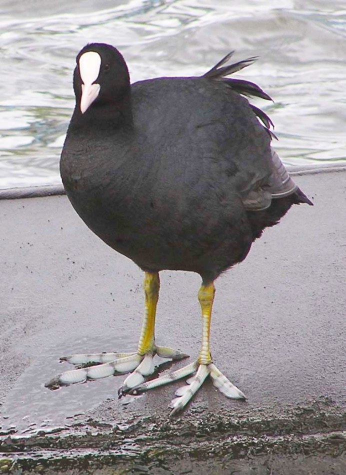 Утка лысуха